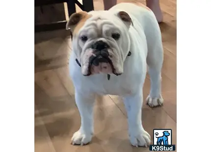 a english bulldog dog standing on a tile floor